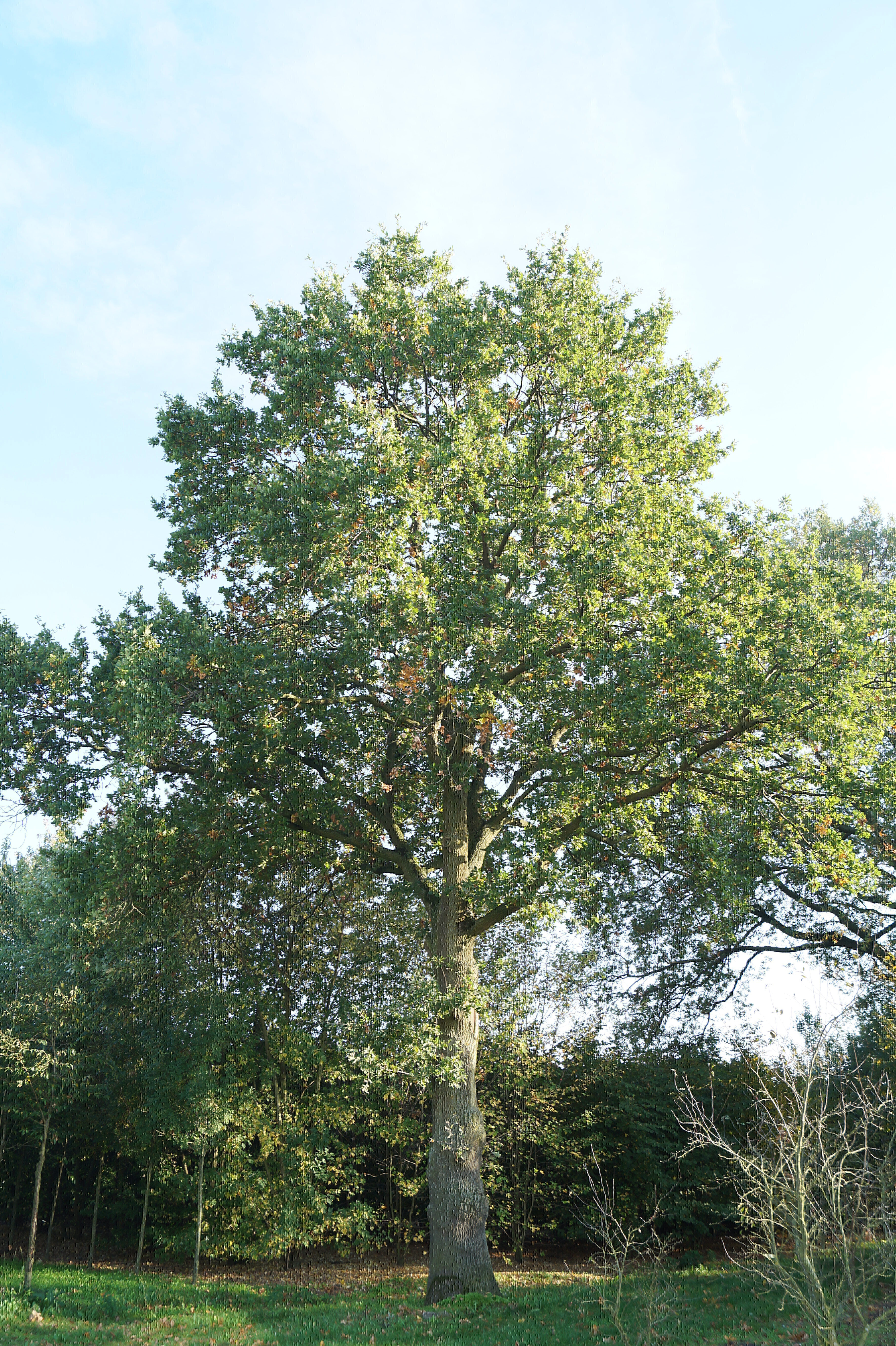 17. Quercus robur